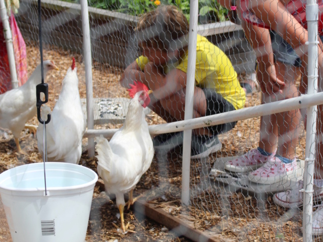 Students and Chickens