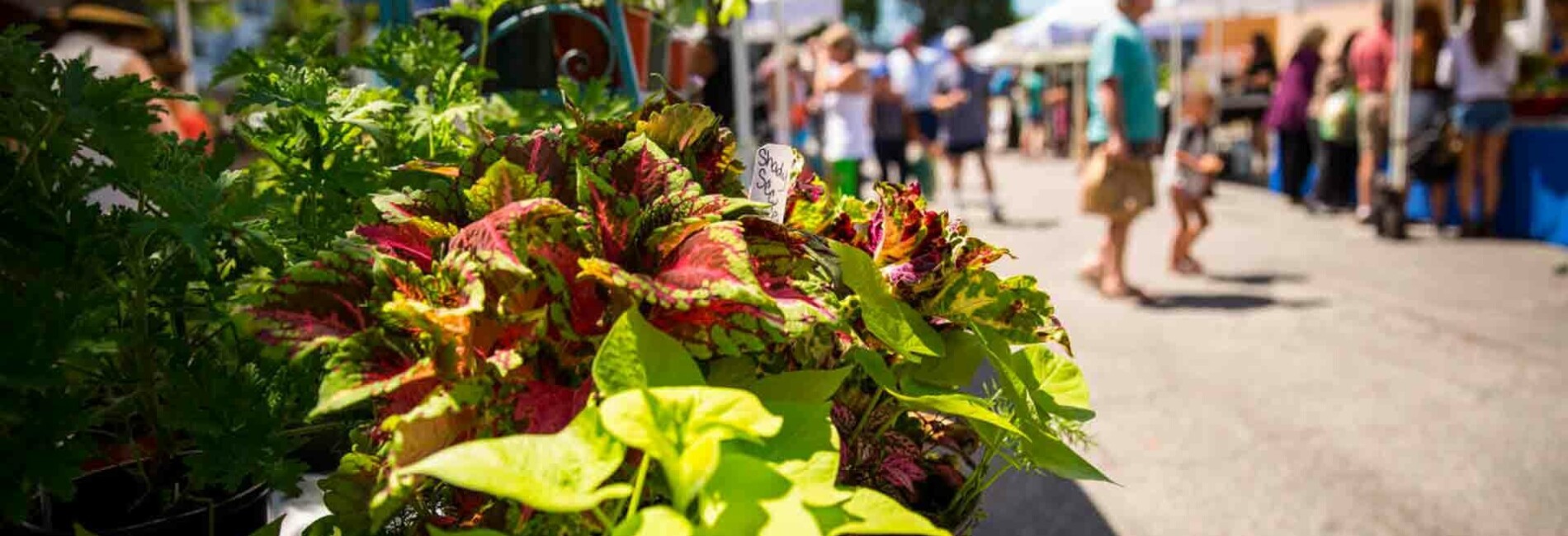 Tents at the Farmers Market