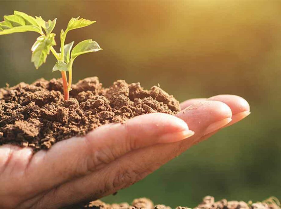Hand holding soil and growing plant