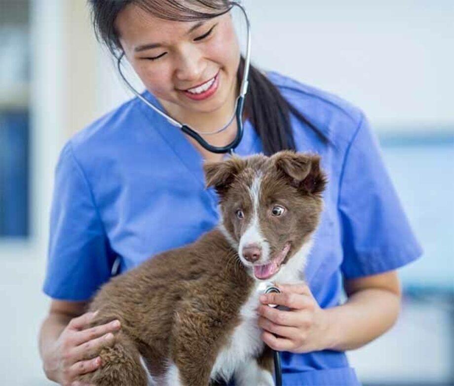 Veterinarian