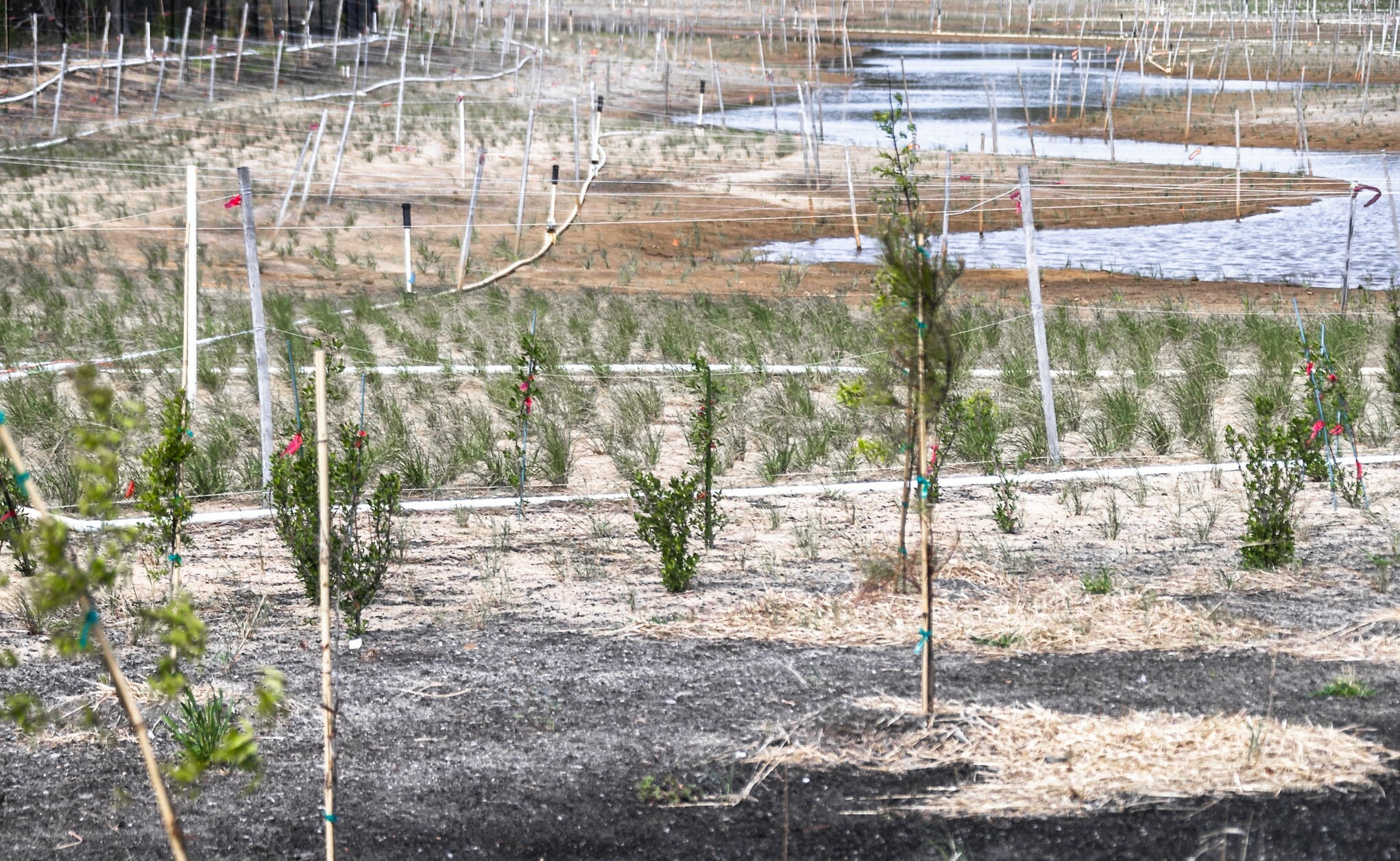 Spring growth at Pleasure House Point