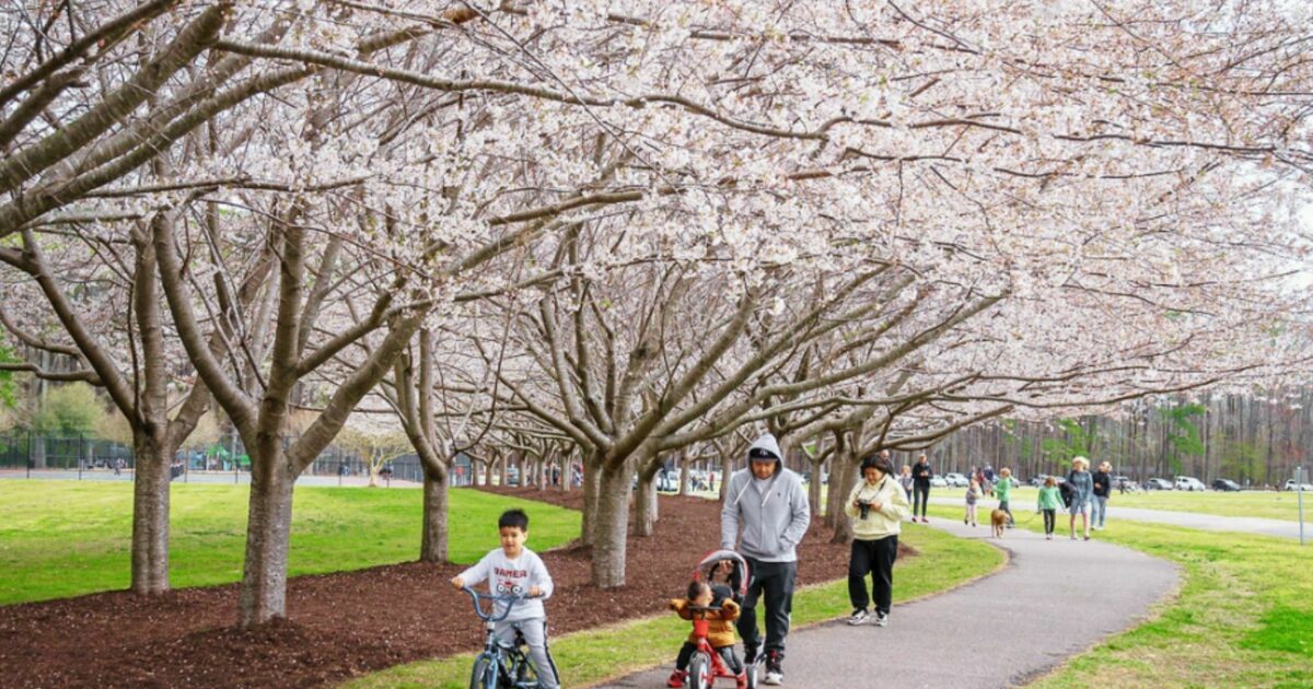 Celebrate Spring, Nature and Japanese… | City of Virginia Beach