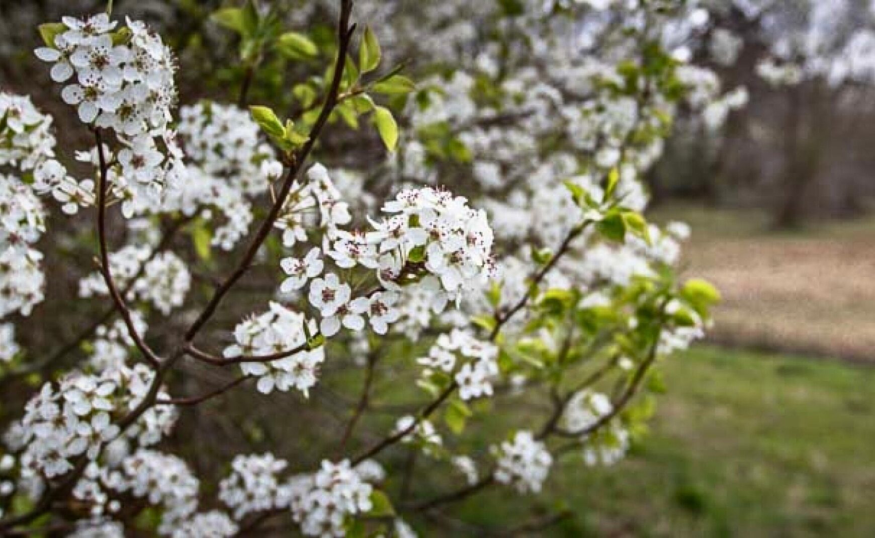 Bradford pear tree blooms