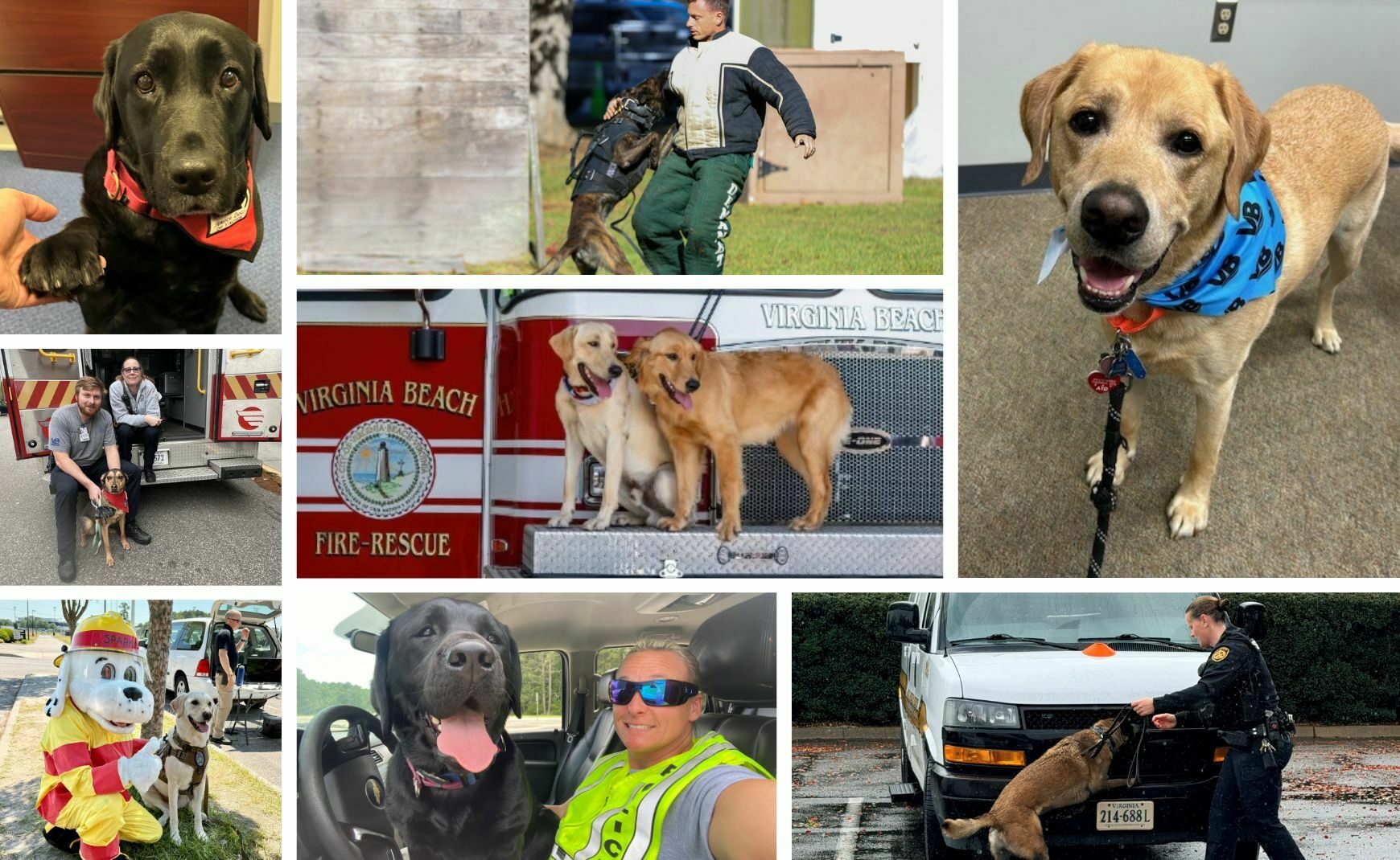 Collage of VB Dogs