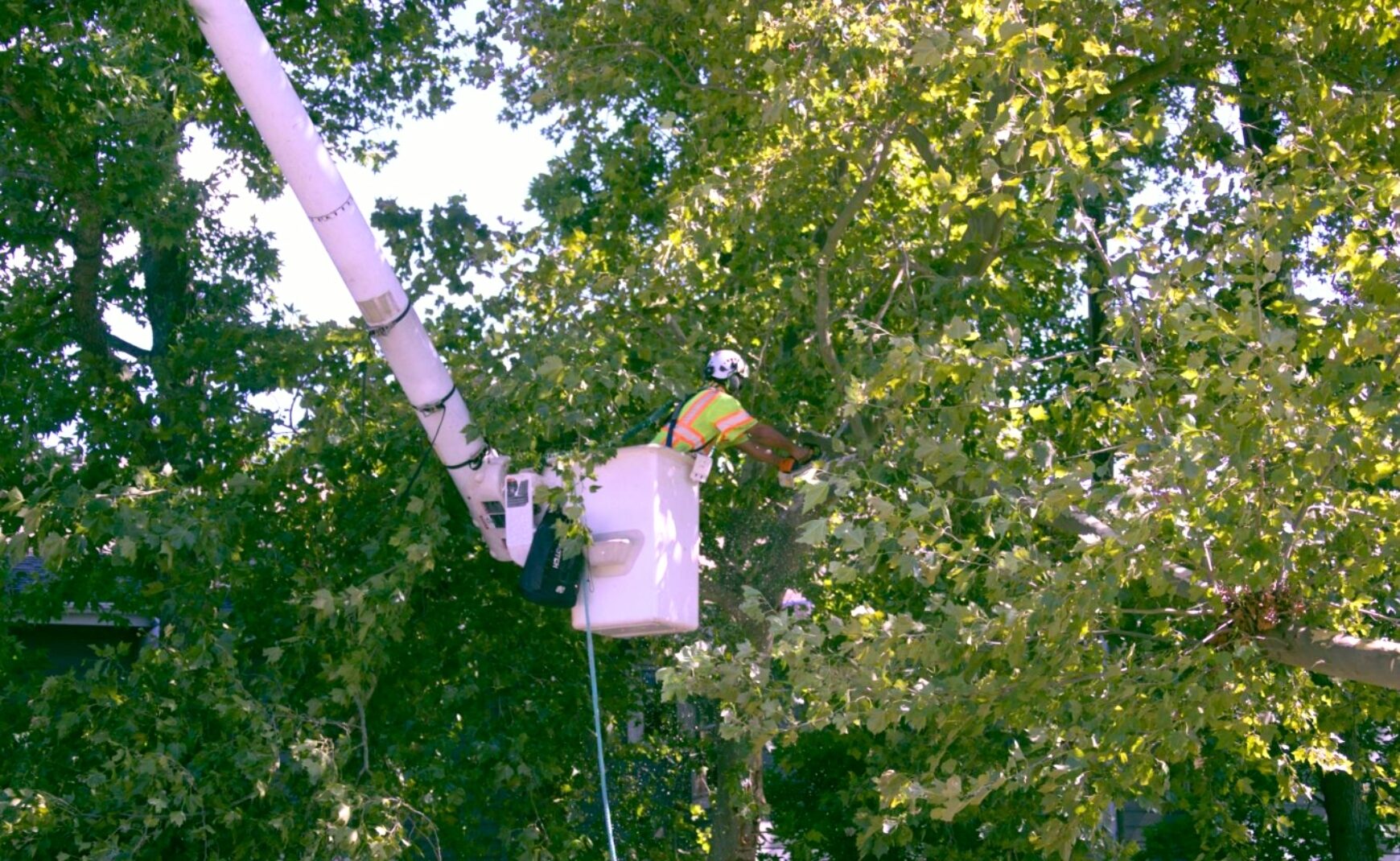 Man cutting tree limbs from lift