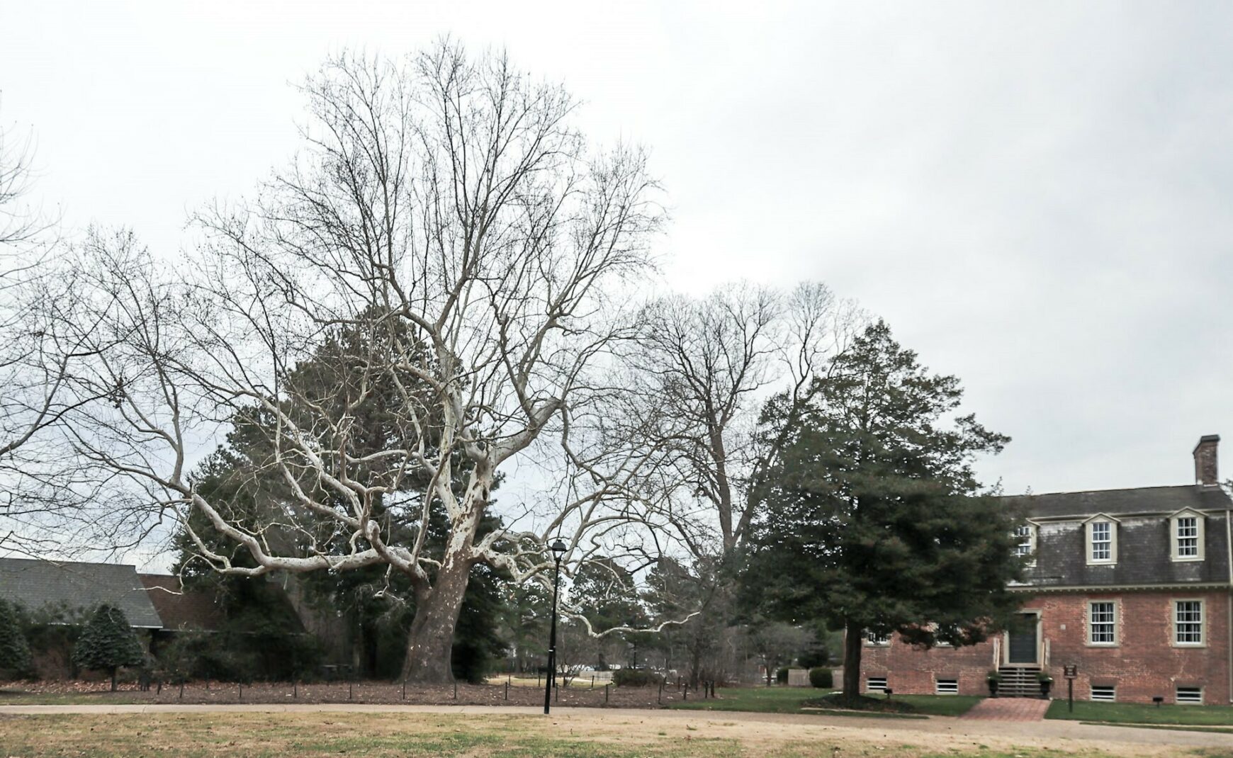 Sycamore Tree at Francis Land House