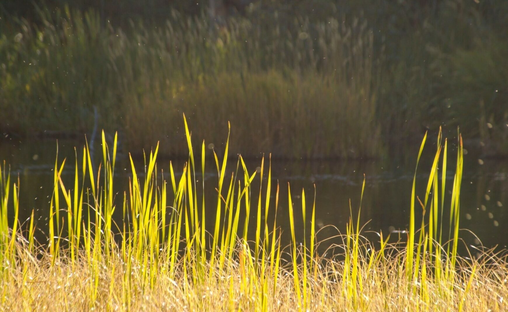 Wetland grasses