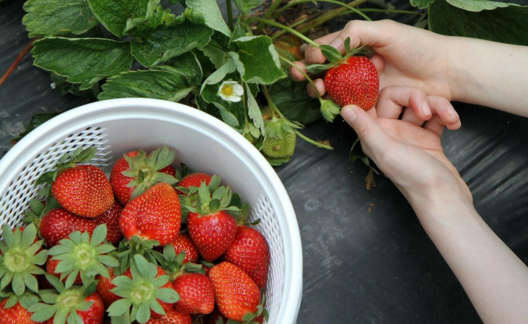 Basket full of strawberries