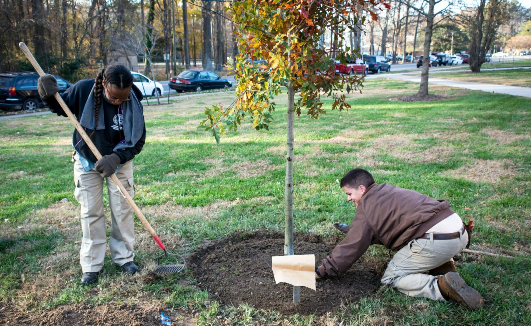 Planting a tree