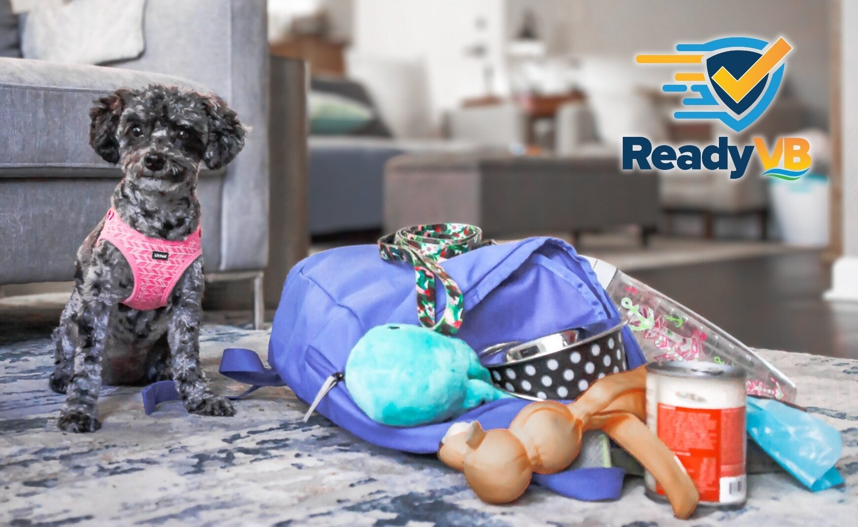 Small dog sitting next to emergency preparedness items for pets