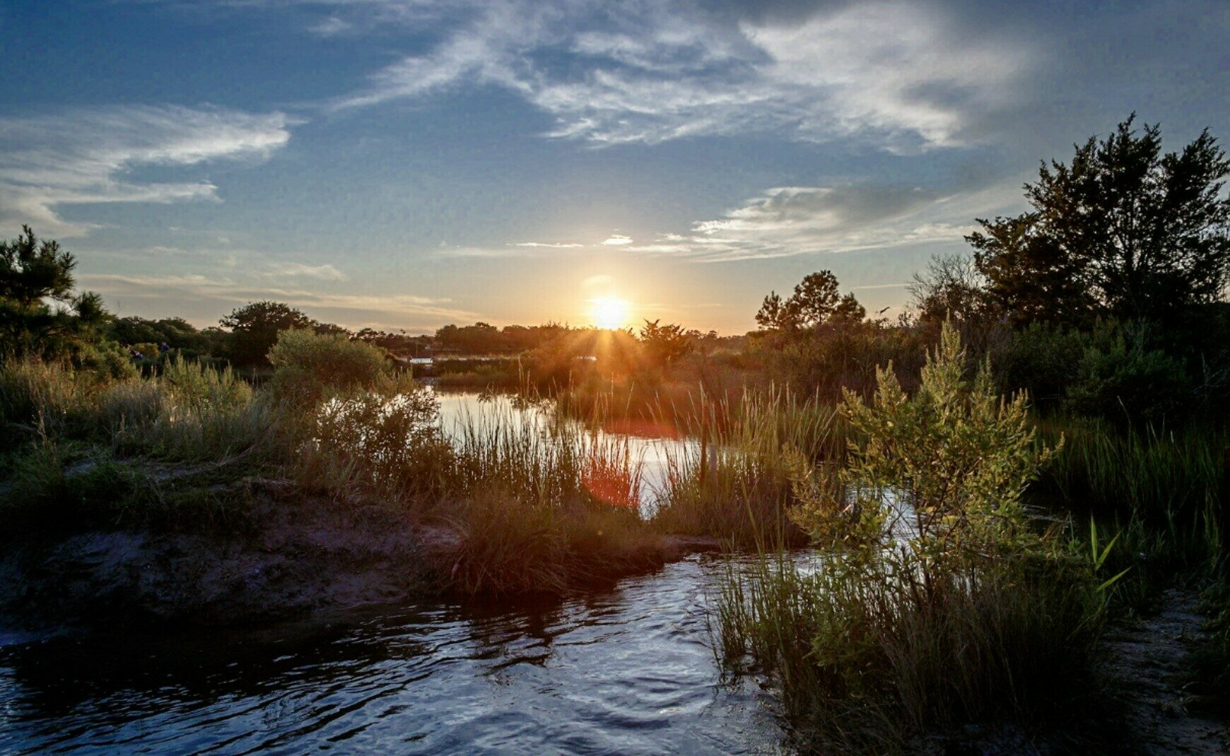 Wetlands in Virginia Beach