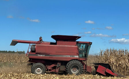 Corn Harvest