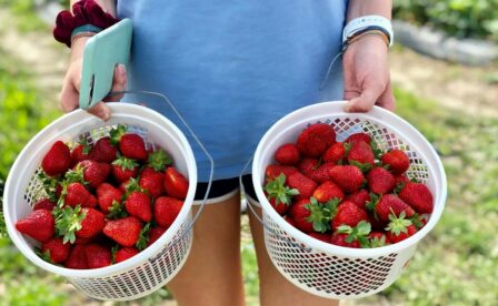 Person holding two buckets full of strawberries