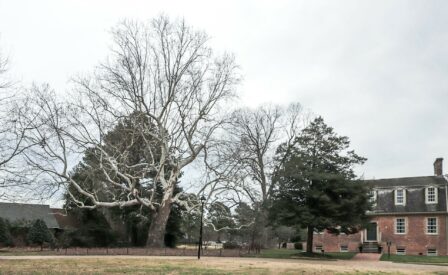 Sycamore Tree at Francis Land House