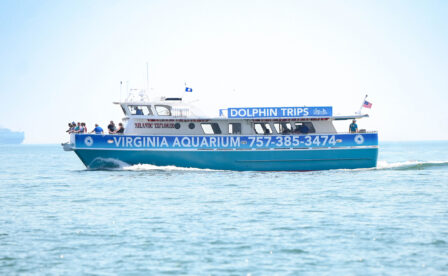 Virginia Aquarium Dolphin Tours