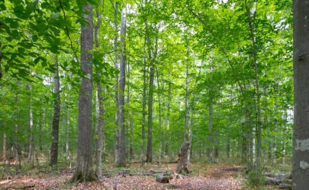 Trees in West Neck Creek Natural Area