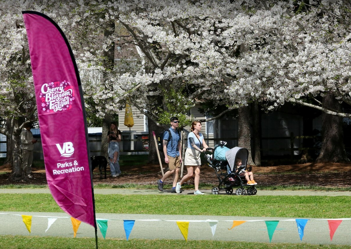 Cherry Blossom Festival 2024