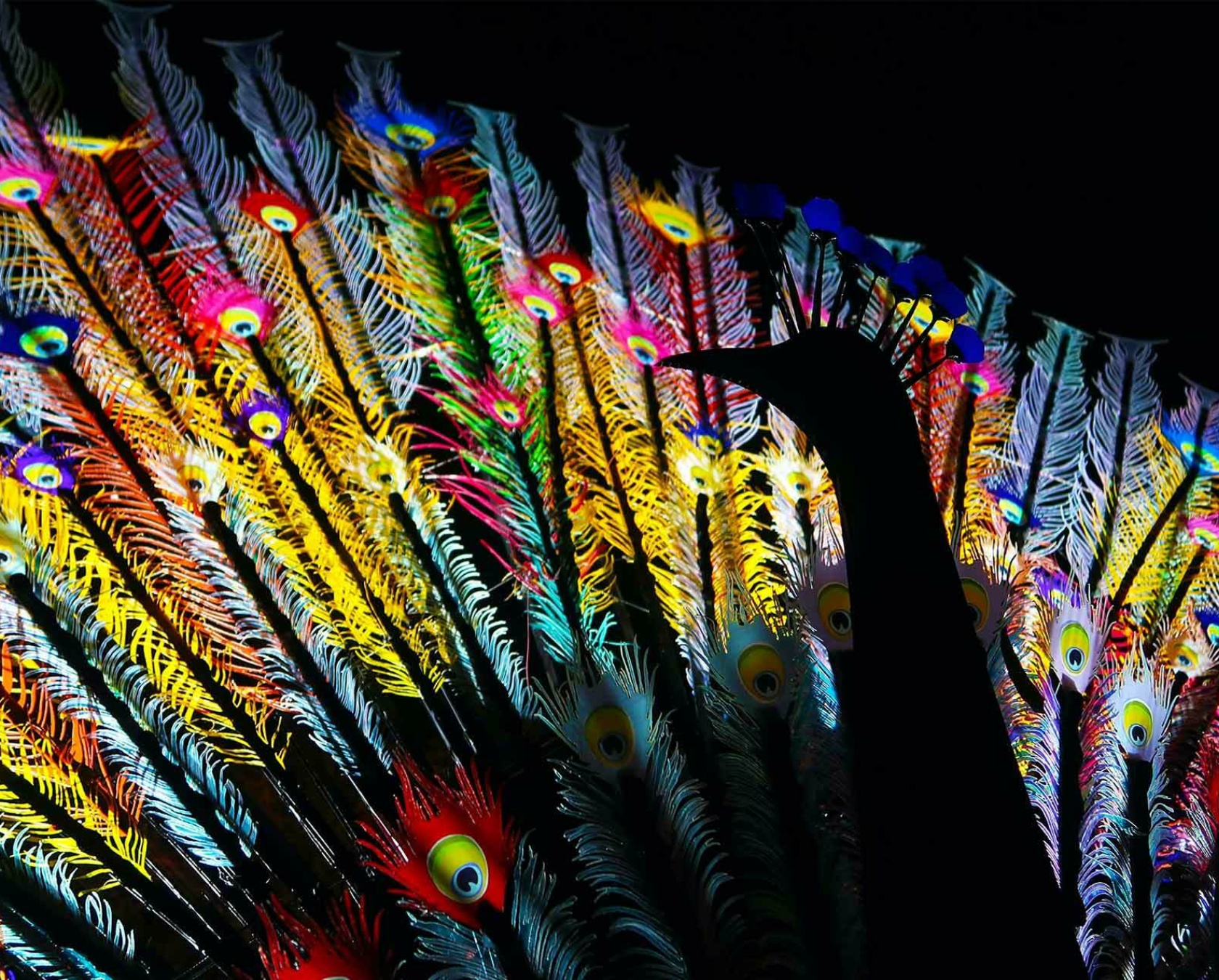 Sanctuary photo of peacocks