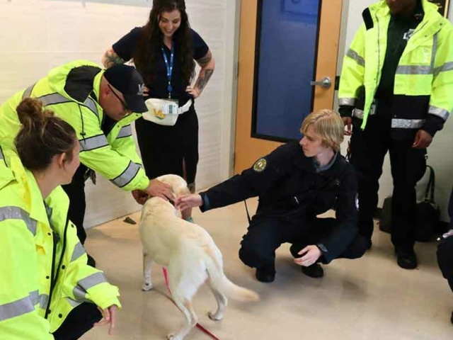 Providers pet therapy dog Phoenix during EMS Week celebrations at headquarters