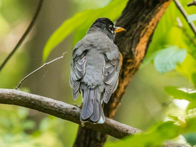City view park grey songbird perched on a branch