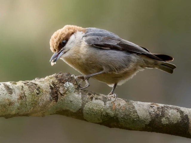 BEST IN SHOW Amos C web