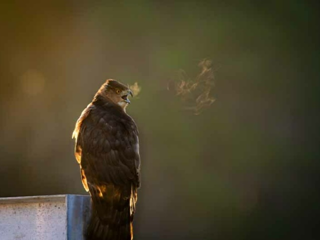 Best in Show Murray W coopers hawk