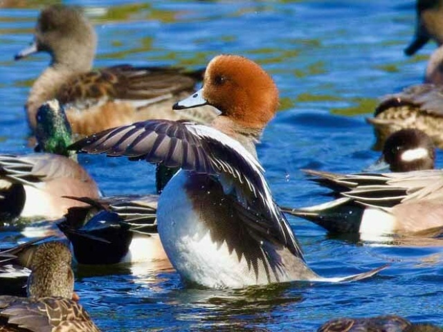 HM W Action Kloecker M widgeon