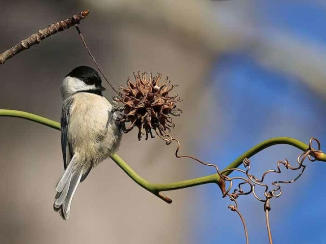 HM W Portrait Prevost C chickadee