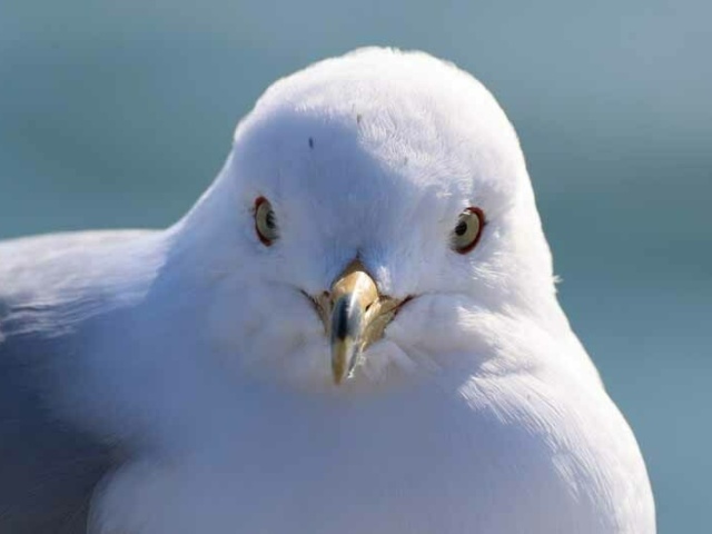 HM Youth Dickson K gull