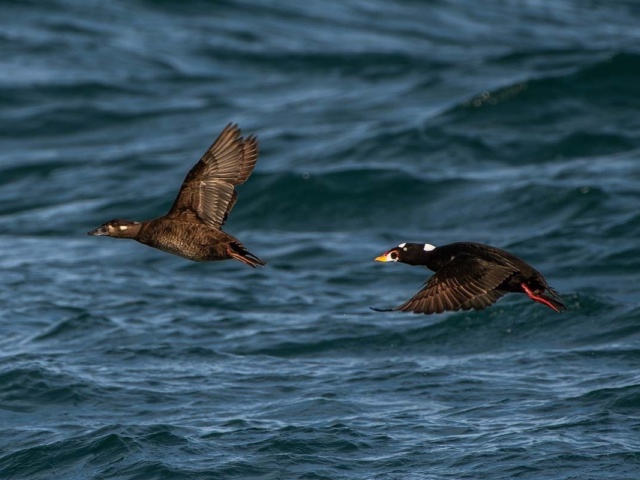 Peoples Choice Taylor C web