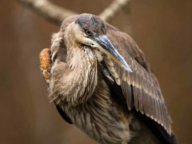 Shawn Brooks Peoples Choice