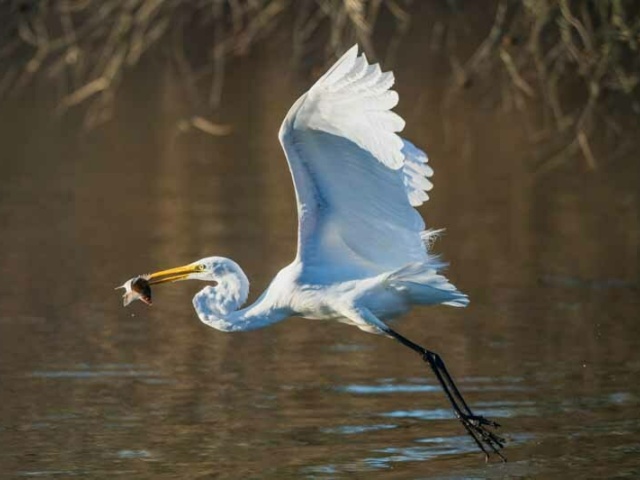 Winner W Action Stamper W egret