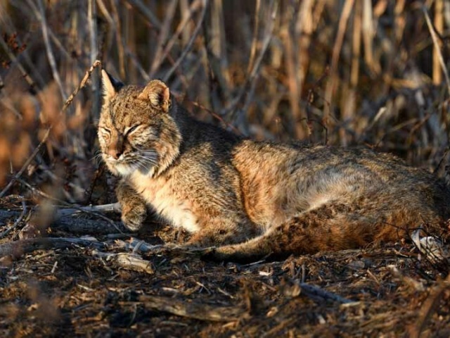 Winner W Portrait Guyot bobcat