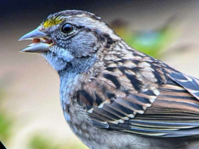 Winner Youth Freeman W white throated sparrow