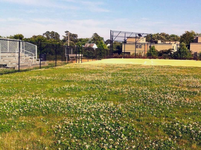 Beach Garden Gallery Baseball Field