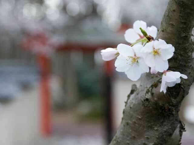 Red Wing Gallery Cherry Blossom Flower