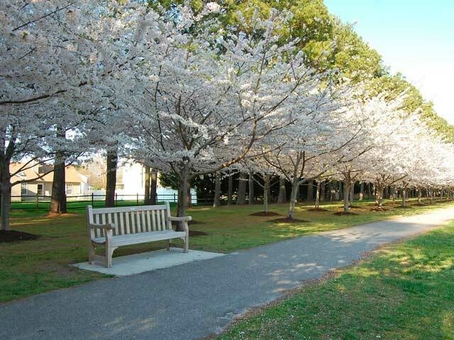 Red Wing Gallery Cherry Blossoms