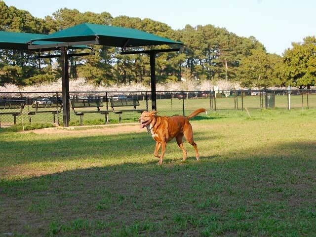 Red Wing Gallery Dog Park