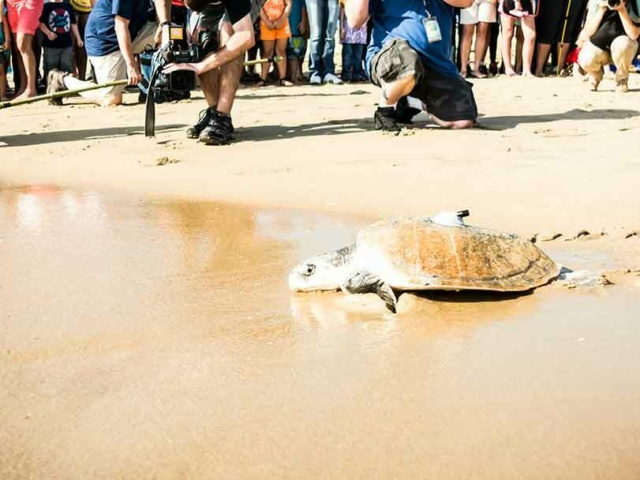 Turtle swimming towards water with a group of photographers and public watching taking photos