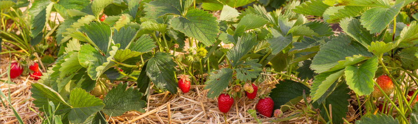 Close up of strawberries growing on plant in field