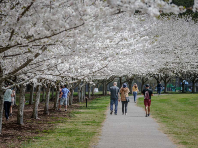 Cherry blossoms in bloom at Red Wing Park