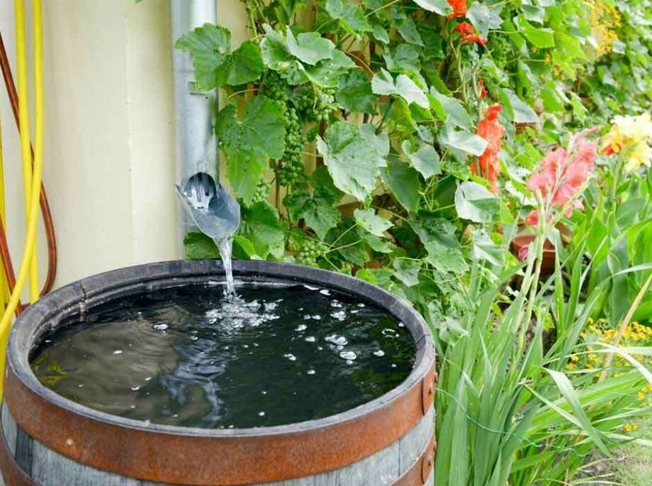 Rain barrel full of water