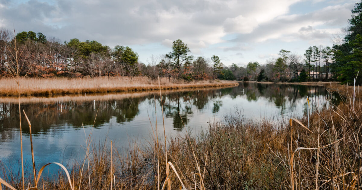 Elizabeth River Wetland and Floodplain… | City of Virginia Beach