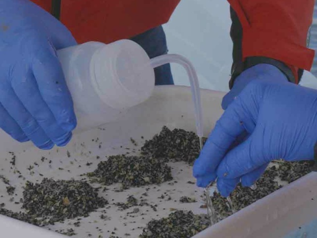 10 Field technicians preparing submerged aquatic vegetation SA Vseeds