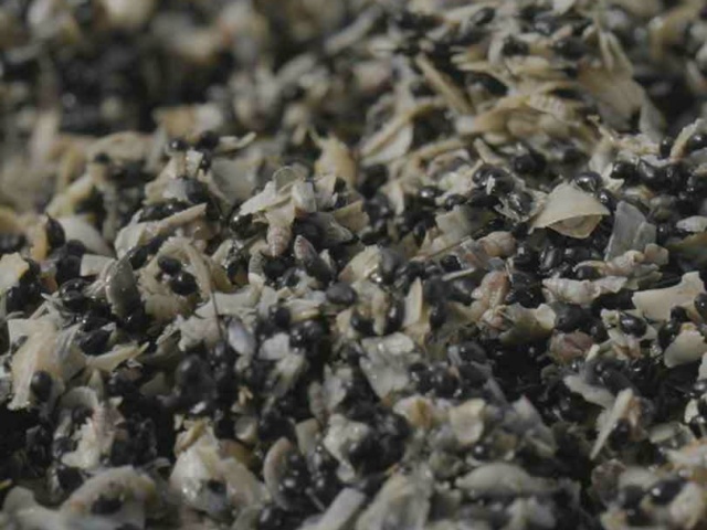 11 Close up of submerged aquatic vegetation SAV seeding mixture