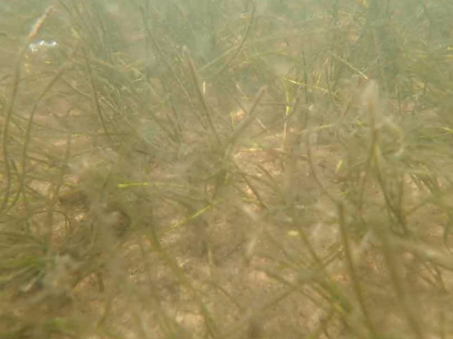 12 Widgeon grass Ruppia maritima underwater at an submerged aquatic vegetation