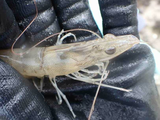 13 A Northern Brown Shrimp Penaeus aztecus found at an submerged aquatic vegetation