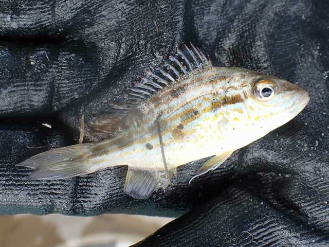 14 A Pigfish found at an submerged aquatic vegetation restoration site in the Lynnhaven River