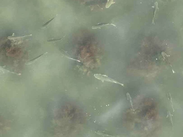 2 Closeup Aerial view of oyster balls with fish