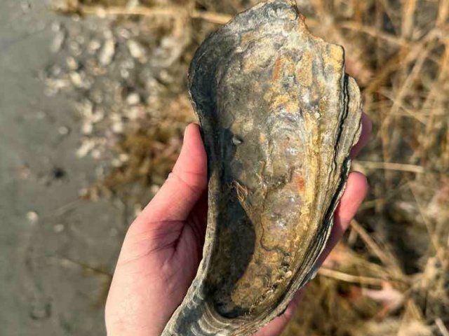 5 Large Oyster shell in palm